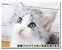 ノルウェージャンフォレストキャット