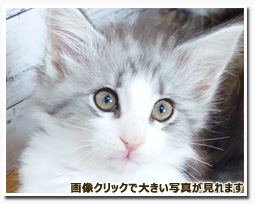 ノルウェージャンフォレストキャット