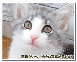 ノルウェージャンフォレストキャット