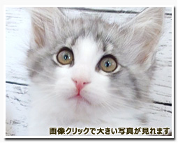 ノルウェージャンフォレストキャット