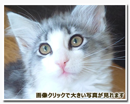 ノルウェージャンフォレストキャット