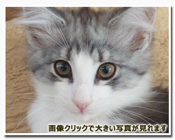 ノルウェージャンフォレストキャット