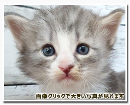 ノルウェージャンフォレストキャット