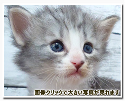 ノルウェージャンフォレストキャット