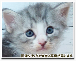 ノルウェージャンフォレストキャット