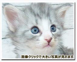 ノルウェージャンフォレストキャット