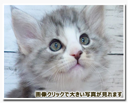 ノルウェージャンフォレストキャット