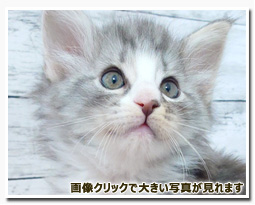 ノルウェージャンフォレストキャット