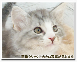 ノルウェージャンフォレストキャット