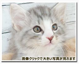 ノルウェージャンフォレストキャット