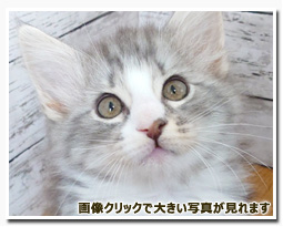 ノルウェージャンフォレストキャット