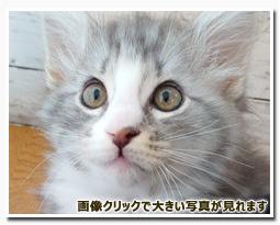 ノルウェージャンフォレストキャット