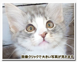 ノルウェージャンフォレストキャット