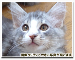 ノルウェージャンフォレストキャット