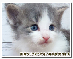 ノルウェージャンフォレストキャット