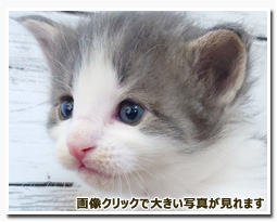 ノルウェージャンフォレストキャット