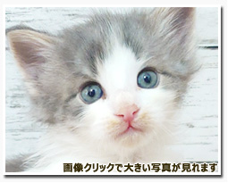 ノルウェージャンフォレストキャット