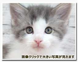 ノルウェージャンフォレストキャット