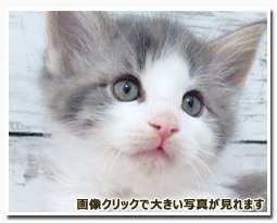 ノルウェージャンフォレストキャット