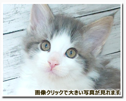 ノルウェージャンフォレストキャット