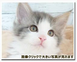 ノルウェージャンフォレストキャット