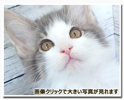 ノルウェージャンフォレストキャット