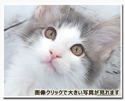 ノルウェージャンフォレストキャット