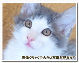 ノルウェージャンフォレストキャット