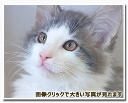 ノルウェージャンフォレストキャット