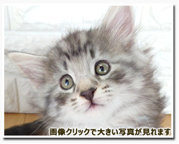 ノルウェージャンフォレストキャット