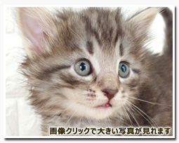 ノルウェージャンフォレストキャット