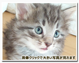 ノルウェージャンフォレストキャット