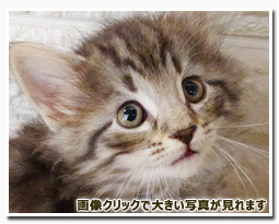 ノルウェージャンフォレストキャット