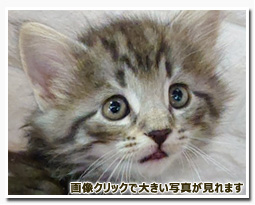 ノルウェージャンフォレストキャット