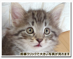 ノルウェージャンフォレストキャット