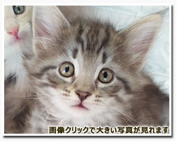 ノルウェージャンフォレストキャット