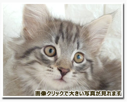 ノルウェージャンフォレストキャット