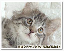 ノルウェージャンフォレストキャット