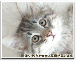 ノルウェージャンフォレストキャット