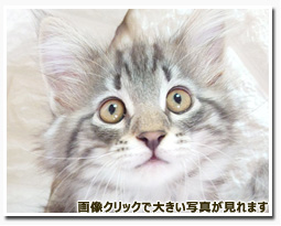 ノルウェージャンフォレストキャット