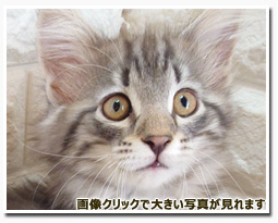 ノルウェージャンフォレストキャット