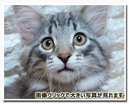 ノルウェージャンフォレストキャット