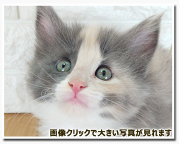 ノルウェージャンフォレストキャット