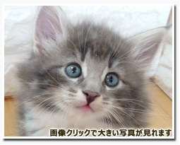 ノルウェージャンフォレストキャット