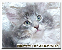 ノルウェージャンフォレストキャット