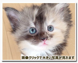 ノルウェージャンフォレストキャット