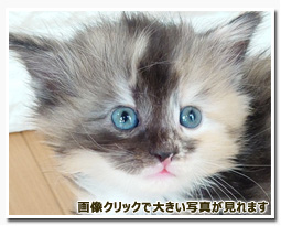 ノルウェージャンフォレストキャット