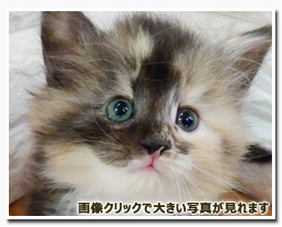 ノルウェージャンフォレストキャット