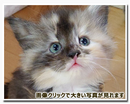 ノルウェージャンフォレストキャット