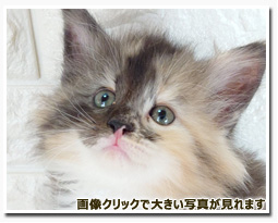 ノルウェージャンフォレストキャット